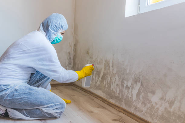 Licensed Mold Remediation service in Palmyra, NJ - WQB Mold Removal